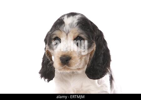 English Cocker Spaniel Welpen Stockfoto