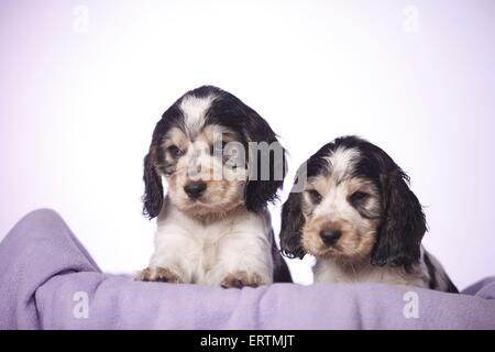 Cocker Welpen sitzen Stockfoto