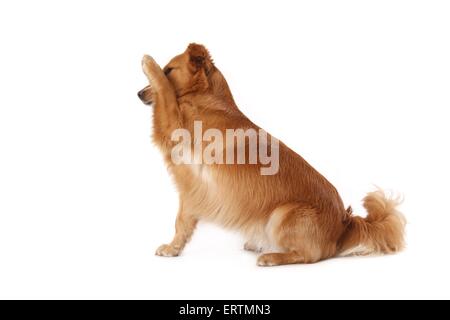 Mischling Stockfoto