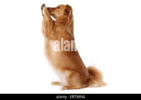 Mischling Stockfoto