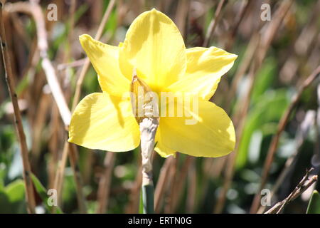 Leuchtend gelbe Narzisse wächst in einem kleinen Garten im Frühjahr, der Sonne zugewandten Stockfoto