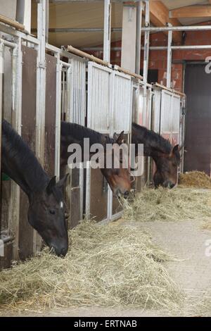 Warmblüter Stockfoto