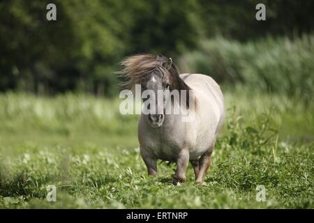 Mini-Shetland-Pony Stockfoto