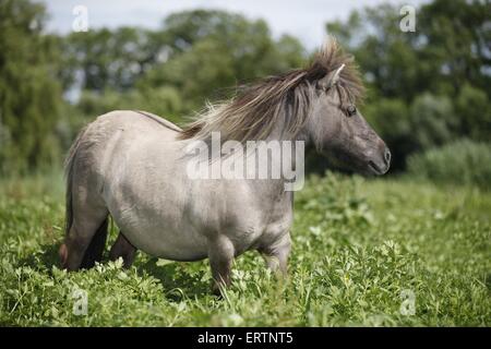 Mini-Shetland-Pony Stockfoto