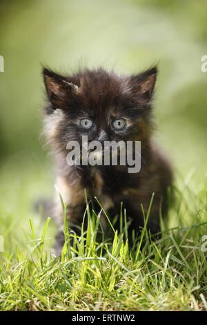 Norwegische Waldkatzen kitten Stockfoto