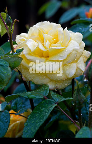 Rose 'Arthur Bell' gelbe Blüte im Regen mit Regentropfen Stockfoto