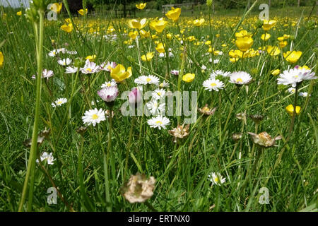 Feld Hahnenfuß, Ranunculus Acris und Gänseblümchen, Bellis Perennis, Blüte im Grünland auf Hungerford, Mai Stockfoto