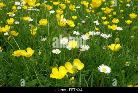 Feld Hahnenfuß, Ranunculus Acris und Gänseblümchen, Bellis Perennis, Blüte im Grünland auf Hungerford, Mai Stockfoto