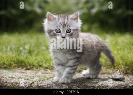 Norwegische Waldkatzen kitten Stockfoto