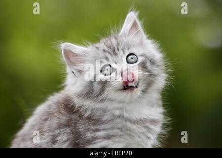 Norwegische Waldkatzen kitten Stockfoto