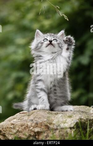 Norwegische Waldkatzen kitten Stockfoto