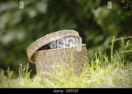 Norwegische Waldkatzen kitten Stockfoto