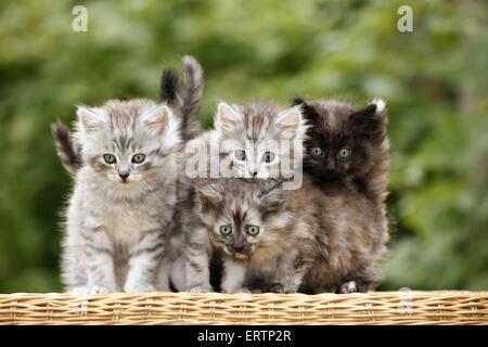 Norwegische Waldkatzen Kitten Stockfoto