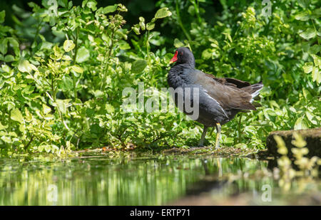 Teichhuhn (Gallinula Chloropus). Altvogel stehen am Rande eines Baches. Stockfoto