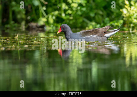 Teichhuhn (Gallinula Chloropus). Altvogel schwimmen. Stockfoto