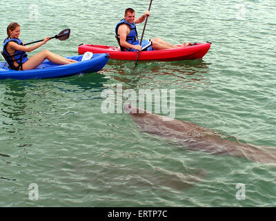 Kajakfahrer anzeigen Westindischen Seekühe versammelten sich in der Indian River Lagune am Jupiter Inlet Leuchtturm in Jupiter, Florida. Stockfoto