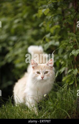 Norwegische Waldkatze Stockfoto