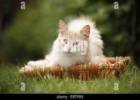 Norwegische Waldkatze Stockfoto