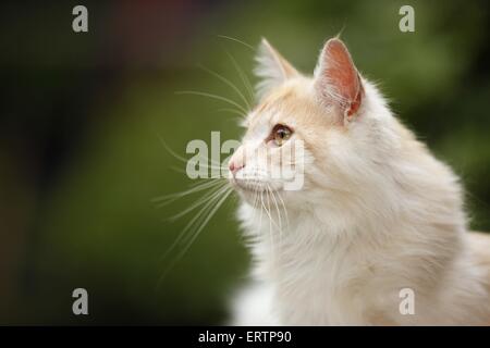 Norwegische Waldkatze Stockfoto