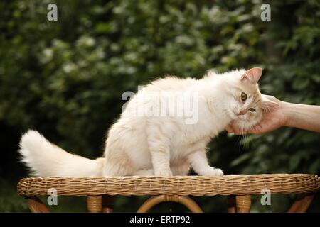 Norwegische Waldkatze Stockfoto