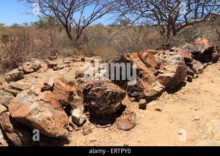 Versteinerter Baum von Khorixas, Namibia Stockfoto