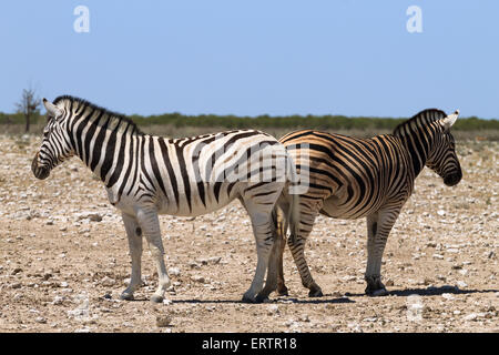 Zebras von Etosha Nationalpark, Namibia Stockfoto