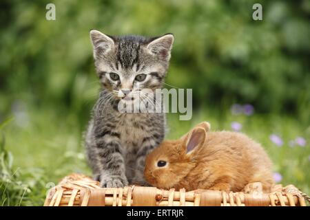 Kätzchen und Kaninchen Stockfoto