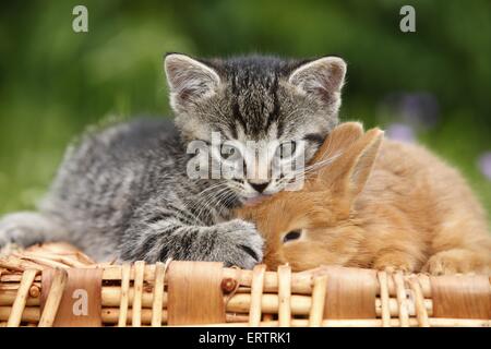 Kätzchen und Kaninchen Stockfoto