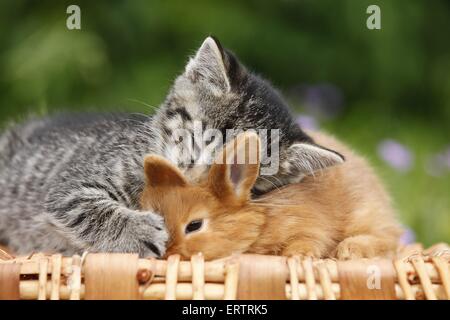 Kätzchen und Kaninchen Stockfoto