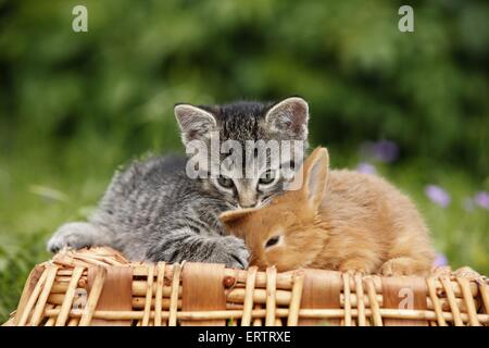 Kätzchen und Kaninchen Stockfoto