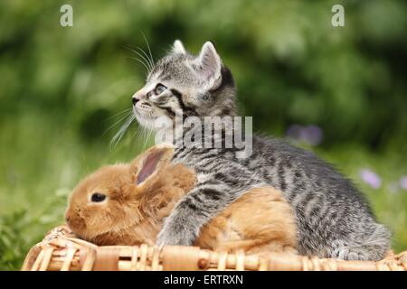 Kätzchen und Kaninchen Stockfoto