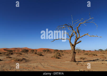 Tod-Baum mit roten Dünen von Hidden Vlei, Sossusvlei Namibia Stockfoto