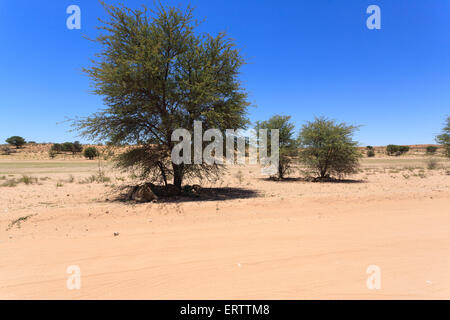 Löwen schlafen unter Bäumen im Kgalagadi Transfontier Park, Südafrika Stockfoto