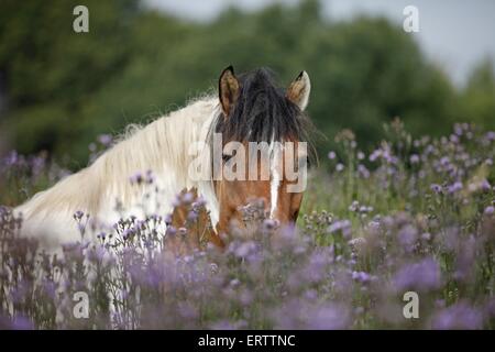 Gypsy Horse in Disteln Stockfoto