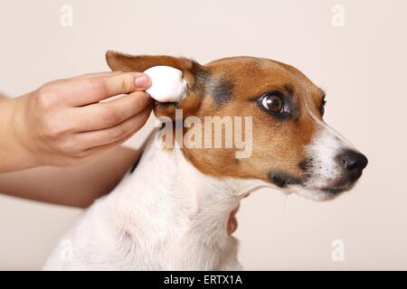 Ohrenpflege Stockfoto