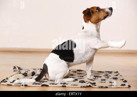 Jack Russell Terrier Stockfoto