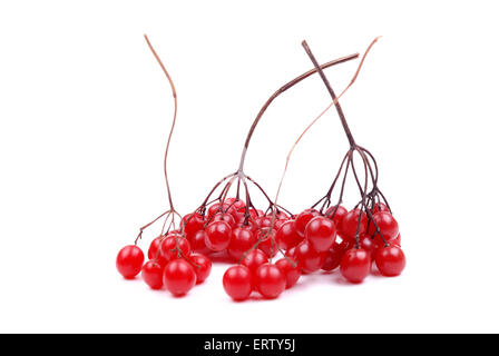 Frische Beeren-Cluster eine Cranberry isoliert Stockfoto