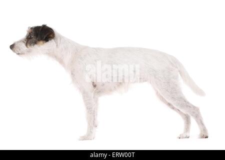 Parson Russell Terrier stehend Stockfoto