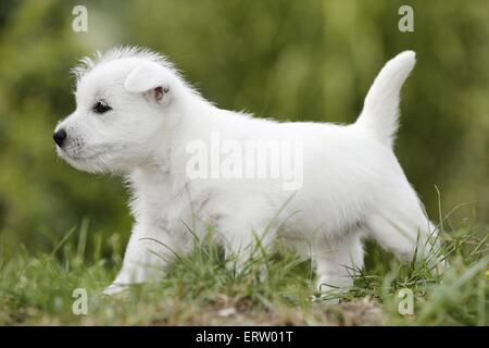 West Highland White Terrier Stockfoto