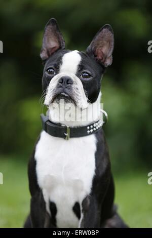 Boston Terrier Portrait Stockfoto