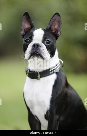 Boston Terrier Portrait Stockfoto