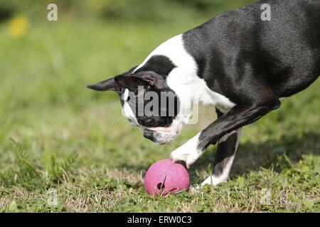 Boston Terrier spielen Stockfoto