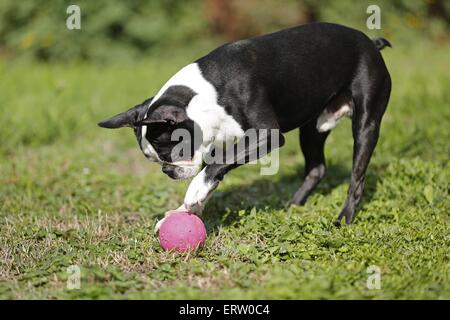 Boston Terrier spielen Stockfoto