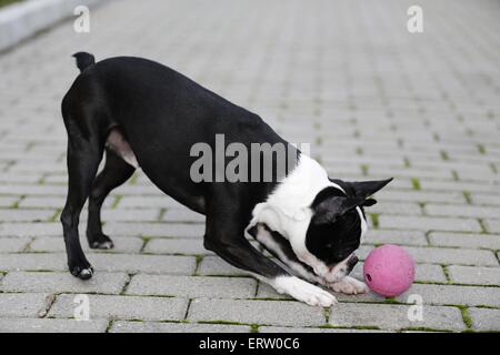 Boston Terrier spielen Stockfoto