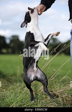 Boston Terrier spielen Stockfoto