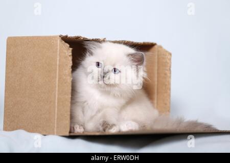 Ragdoll Kätzchen Stockfoto