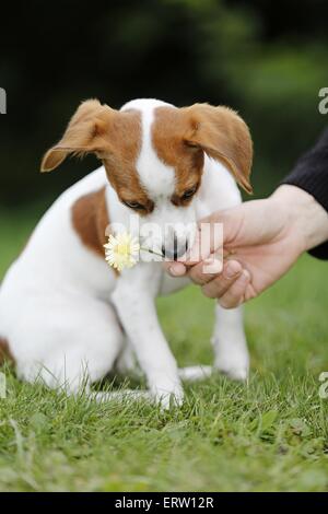 junger Hund Stockfoto