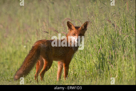 Eine Rotfuchs (Vulpes Vulpes) nass sein Fell von taufrischen Rasen Stockfoto