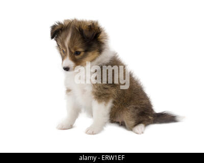 Schöne glückliche Sheltie Welpe Hund Stockfoto