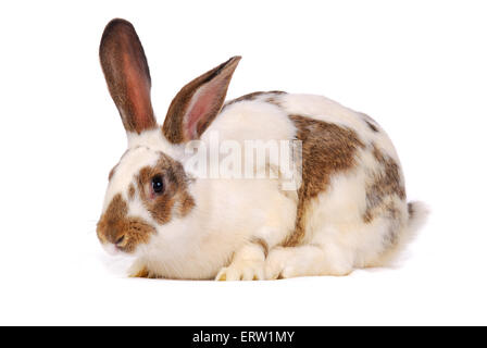 Ein Kaninchen isoliert auf weißem Hintergrund Stockfoto